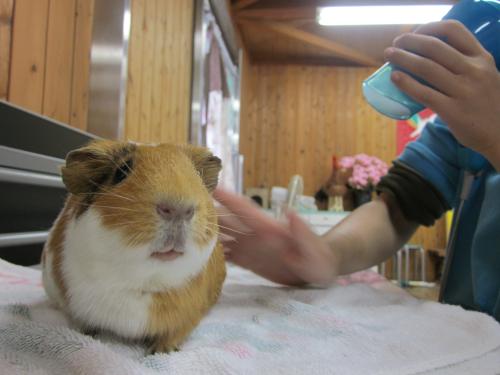 おれお2 おれお2