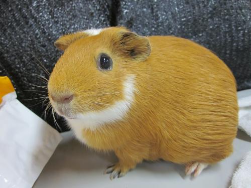 ぺかーん☆ ぺかーん☆