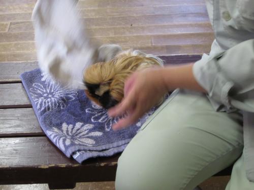 カブキ2 カブキ2