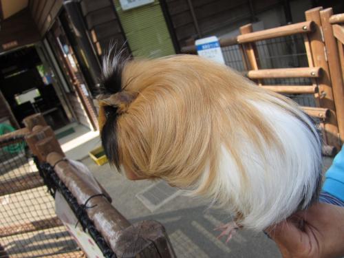 カブキ3 カブキ3