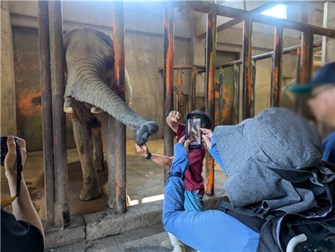 ゾウの鼻 ゾウの鼻