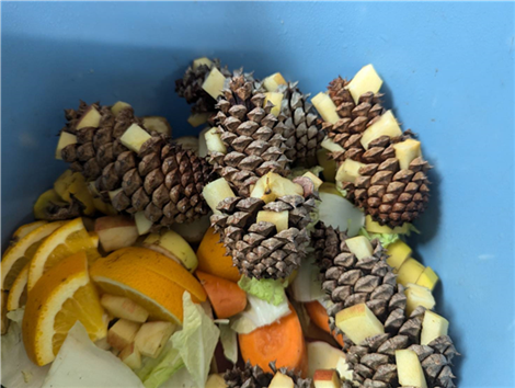 まつぼっくり まつぼっくり