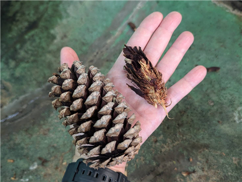 まつぼっくり まつぼっくり