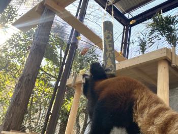 かぼす2 かぼす2