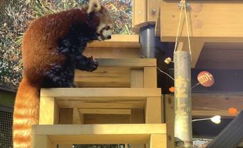 シンファ シンファ