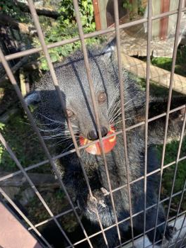 ブーンリンゴ ブーンリンゴ