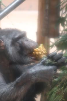 マルク パイン② マルク パイン②