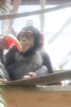 レン スイカ① レン スイカ①