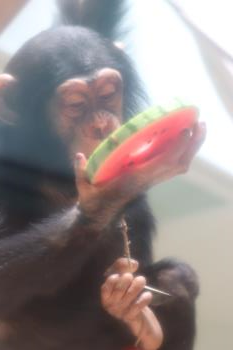 レン スイカ② レン スイカ②