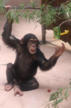 笹 レン② 笹 レン②