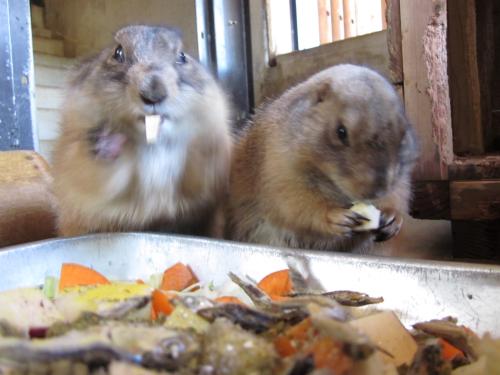 なんつって前歯 なんつって前歯