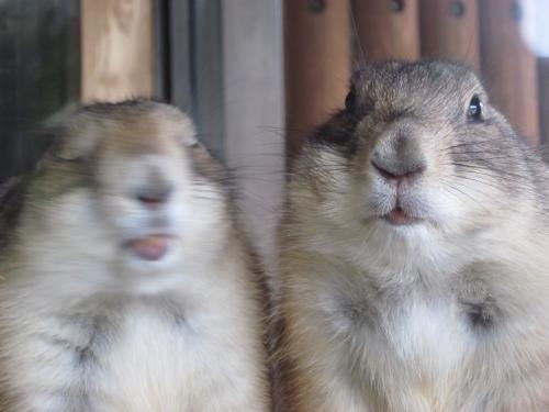 プレ夫婦 プレ夫婦