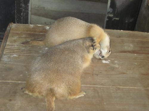 ごろーん ごろーん