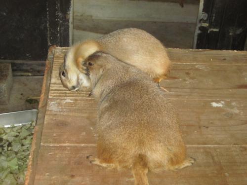 ごろーん2 ごろーん2