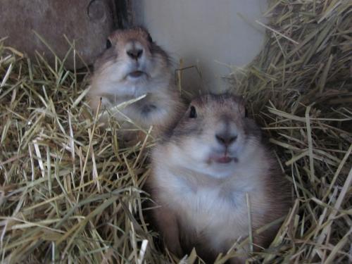 どーもー どーもー