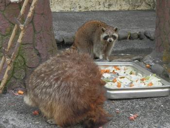 アライグマ写真 アライグマ写真