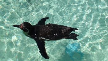 ペンギン写真 ペンギン写真