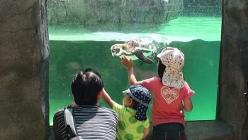 ペンギン写真 ペンギン写真