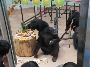 チンパンジー写真
