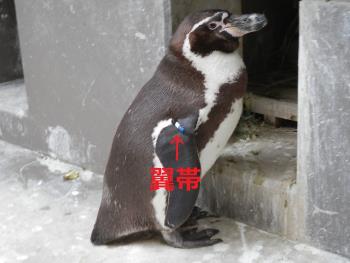 翼帯 翼帯