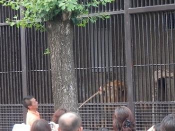 猛獣 猛獣