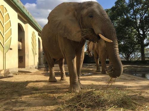 shake the grass shake the grass