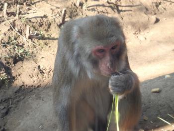 Finally,the snow monkey eats rice 