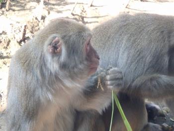 the monkey eating rice