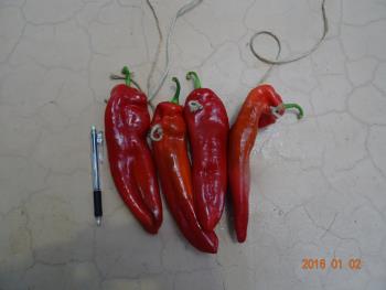 トウガラシ トウガラシ
