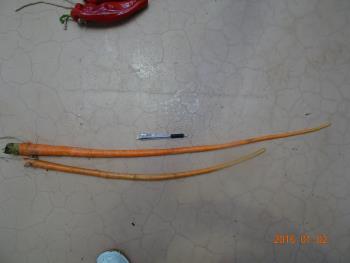 ナガニンジン ナガニンジン