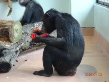 クッキートウガラシ クッキートウガラシ