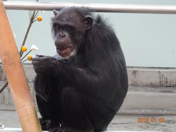ユウコキンカン1 ユウコキンカン1