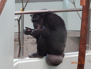 カナエ手にカキ カナエ手にカキ