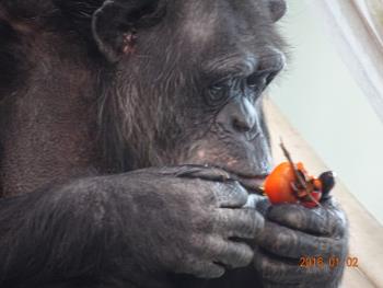 カナエキンカン カナエキンカン