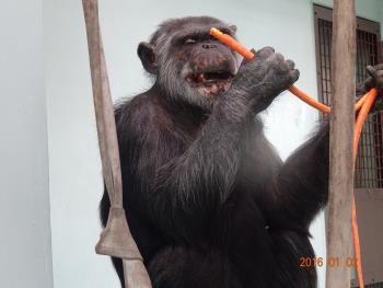 マルクニンジン2 マルクニンジン2