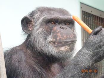 マルクニンジン3 マルクニンジン3