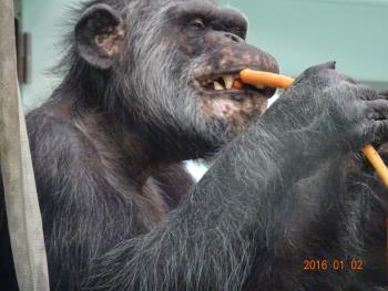 マルクニンジン4 マルクニンジン4