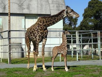ランとトウマ ランとトウマ