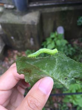 むし むし