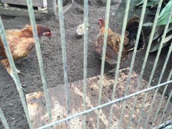 ヒナ ヒナ
