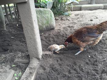 ほり ほり