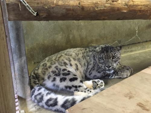 スピカ1 スピカ1