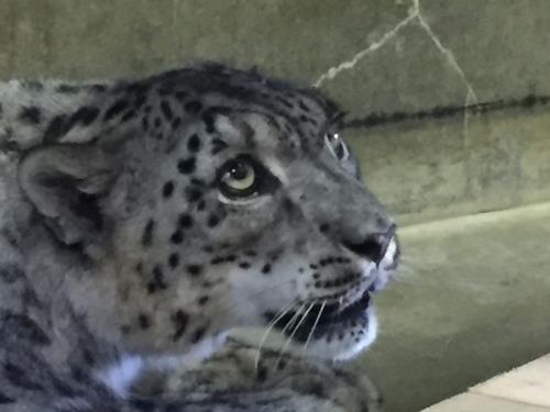 スピカ2 スピカ2