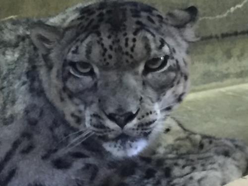 スピカ3 スピカ3