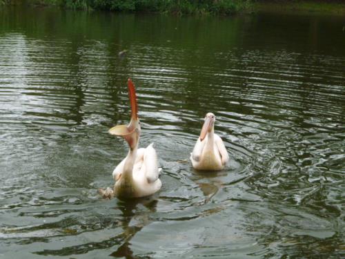 11-2 ナイスキャッチ! パクリ 11-2 ナイスキャッチ! パクリ