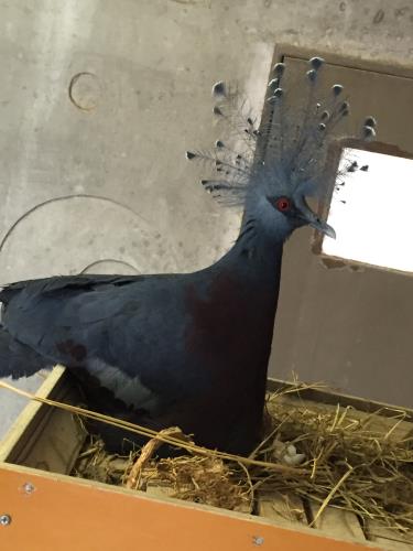 孵化2日目 孵化2日目