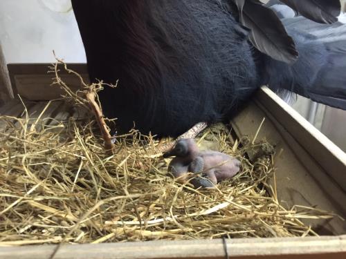 孵化3日目 孵化3日目