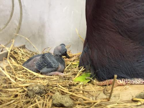 孵化7日目 孵化7日目