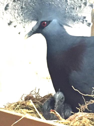 孵化後18日① 孵化後18日①