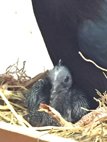 孵化後18日② 孵化後18日②